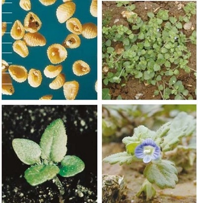 Green field-speedwell at four growth stages